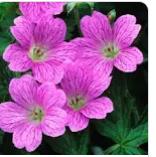 Photo of free Hardy Geranium "Claridge Druce" (Upper Hill HR6) #1