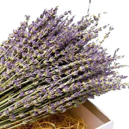 Photo of Lavender stalks (Larkhall) #1
