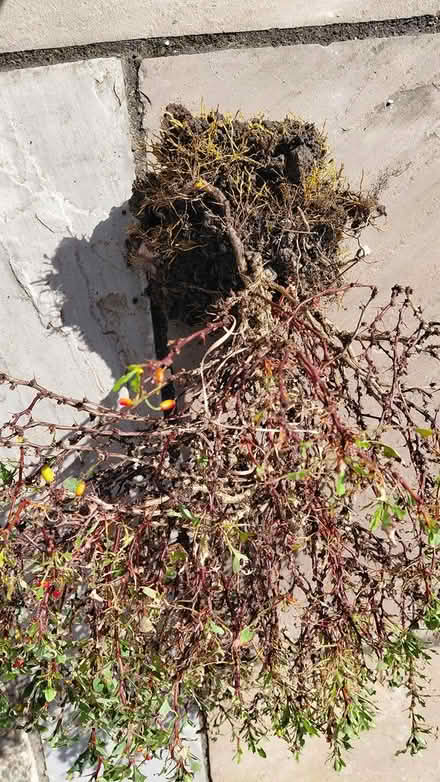 Photo of free Small shrub (Sheffield 12 S12) #3