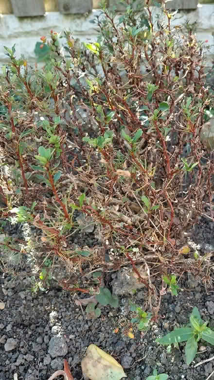 Photo of free Small shrub (Sheffield 12 S12) #4