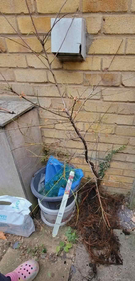 Photo of free Tree bear root, possibly hawthorn (Swanley BR8) #1