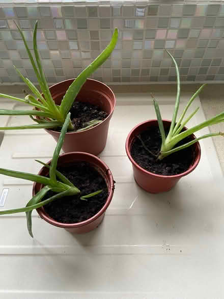 Photo of free Aloe Vera plants (Locks Heath SO31) #1