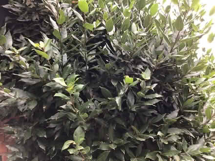Photo of free fresh fragrant bay leaves - lots (Cookham SL6) #1