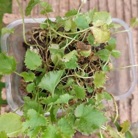 Photo of free Plants- Corsican Hellebore /trailing perennial campanula (Walton Hall Gardens WA4) #2