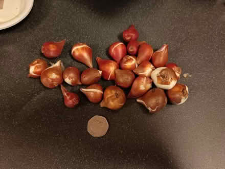 Photo of free Tulip bulbs (Yate BS37) #1