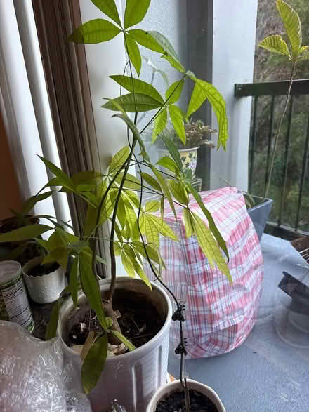 Photo of free House plants (North point) #2