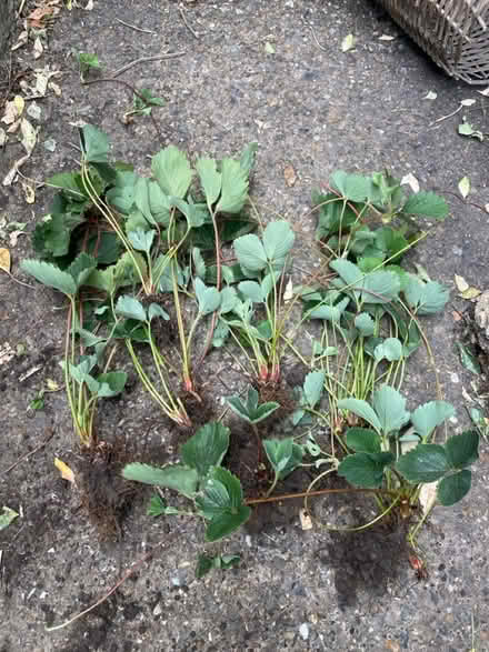 Photo of free Well established strawberry plants (Waltham Abbey EN91) #1