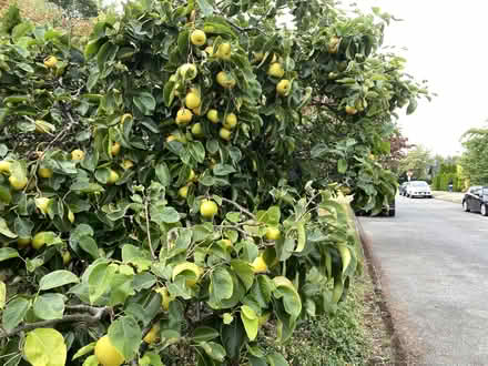 Photo of free asian apple-pears u-pick anytime (Wedgewood) #1