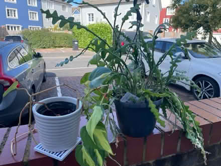Photo of free 2 house plants (Tn9 1fx) #1