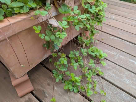 Photo of free Himalayan strawberry runners (SW19) #1