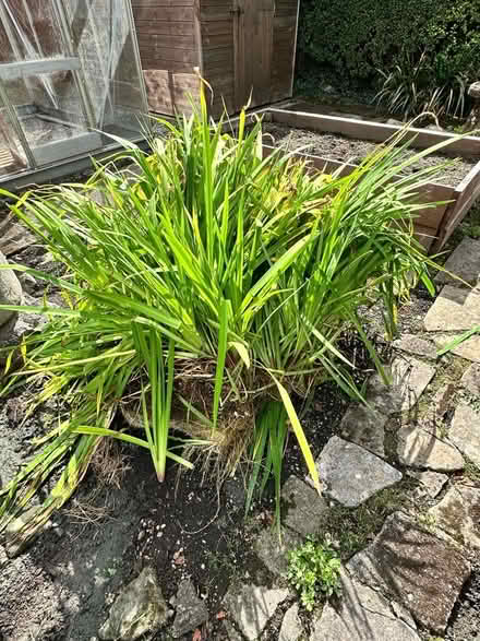 Photo of free Marginal Pond Plant Iris (Duffield DE56) #1