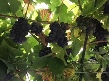 Photo of free Small black grapes, with pips (Tring HP23) #3