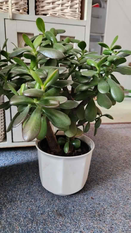 Photo of free Jade Plants (KT22 Leatherhead) #3