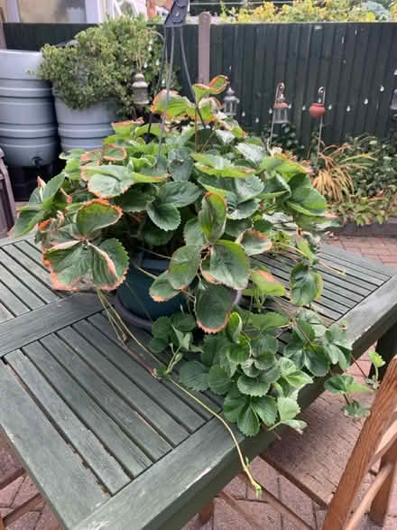 Photo of free Strawberry plants (Willenhall, West Midlands WV12) #1