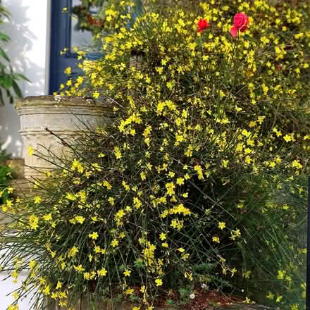Photo of free Jasminum nudiflorum winter jasmine (Morden SM4) #1
