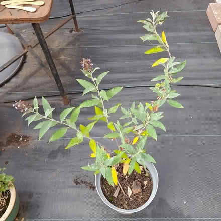 Photo of free Mauve buddleia plant (ST17 Baswich, Stafford) #1