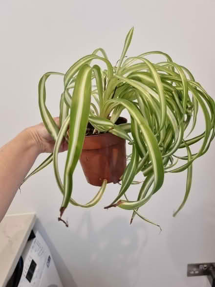 Photo of free Spider plant (Kidlington OX5) #1