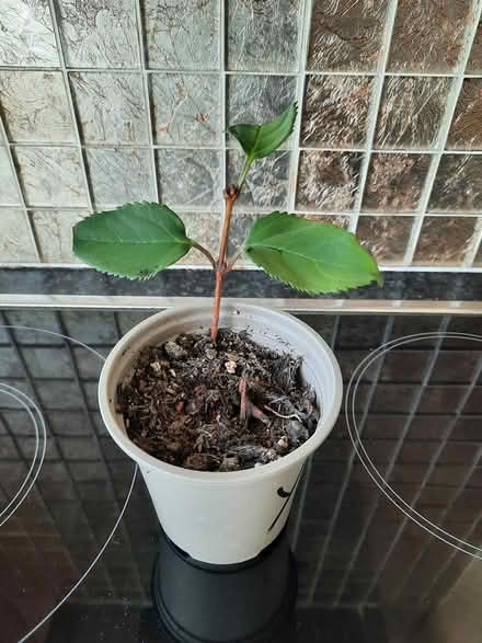 Photo of free Jasminum nudiflorum winter jasmine (Morden SM4) #2