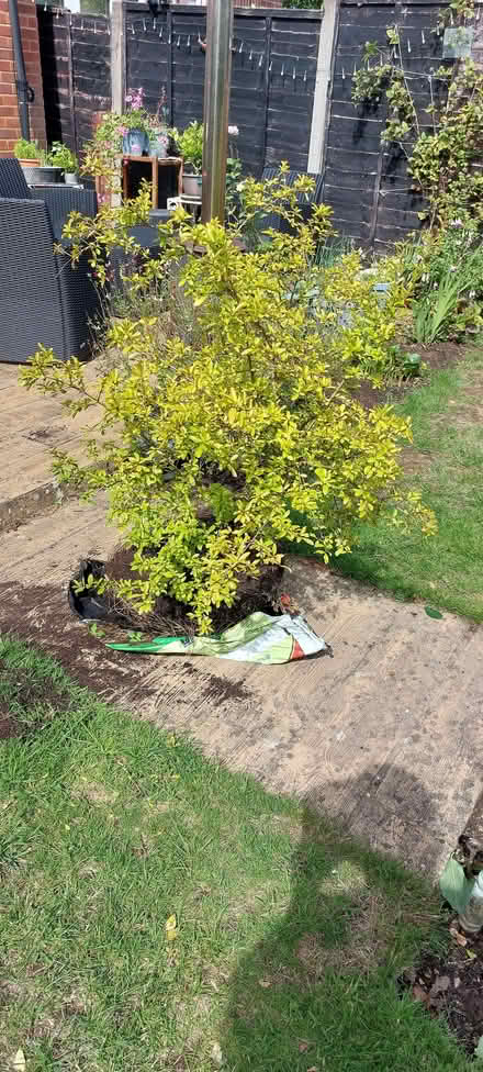 Photo of free Pomegranate bush. (Hersham KT12) #1