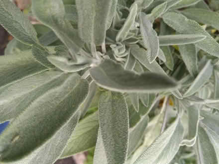 Photo of free Fresh rosemary and sage (Millhouses S7) #2