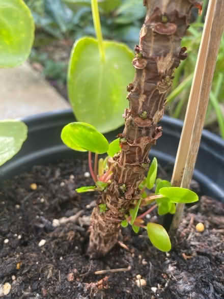 Photo of free Chinese money plant (Waltham Abbey EN91) #3