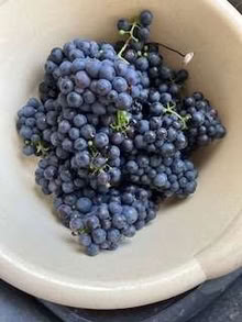 Photo of free Grapes (Caldecott OX14) #1