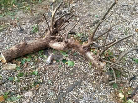 Photo of free Apple Tree Trunk Lump (CT10) #1