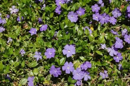 Photo of Vinca Minor - Lesser Periwinkle (Bucknell SY7) #1