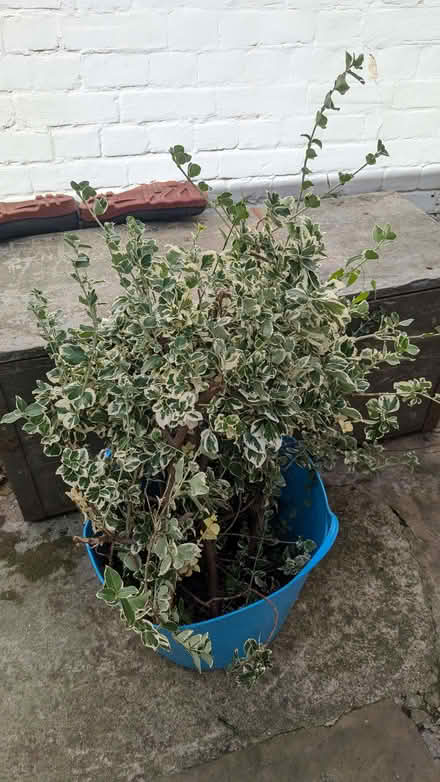 Photo of free Euonymus fortunei 'Emerald Gaiety' evergreen shrub (Lexden CO3) #1