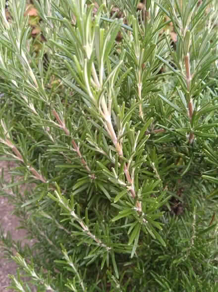 Photo of free Fresh rosemary and sage (Millhouses S7) #1