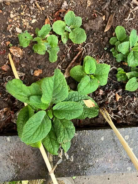 Photo of free Foxglove plants (Downend BS16) #1