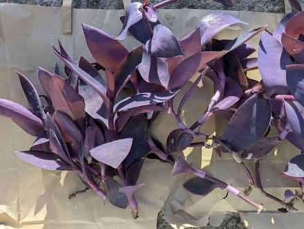 Photo of free Houseplant Purple Tradescantia lots (BD16 cottingley) #3