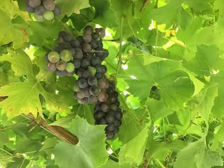 Photo of free Small black grapes, with pips (Tring HP23) #1