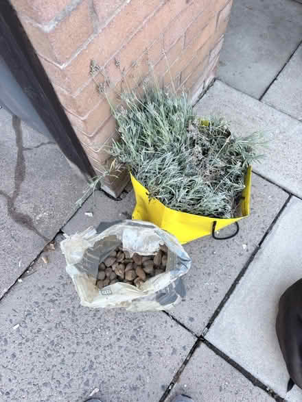 Photo of free 10 lavender plants and some pebbles (moston M40,) #1