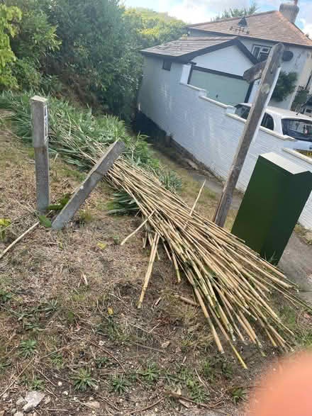 Photo of free Cut Bamboo (Bursledon SO31) #1