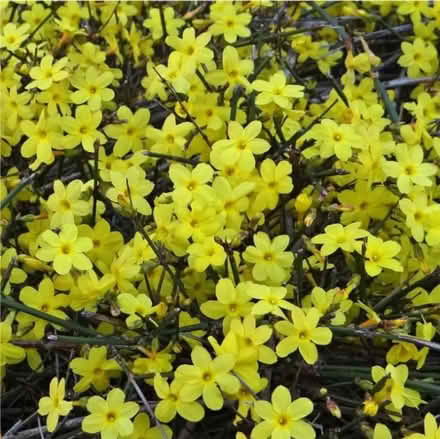 Photo of free Jasminum nudiflorum winter jasmine (Morden SM4) #3