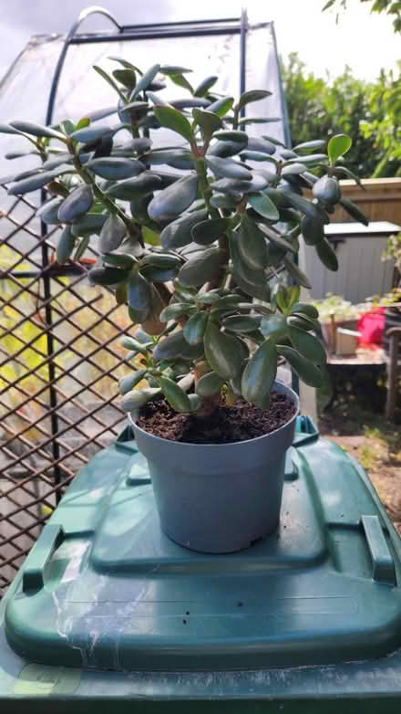 Photo of free Jade Plants (KT22 Leatherhead) #4