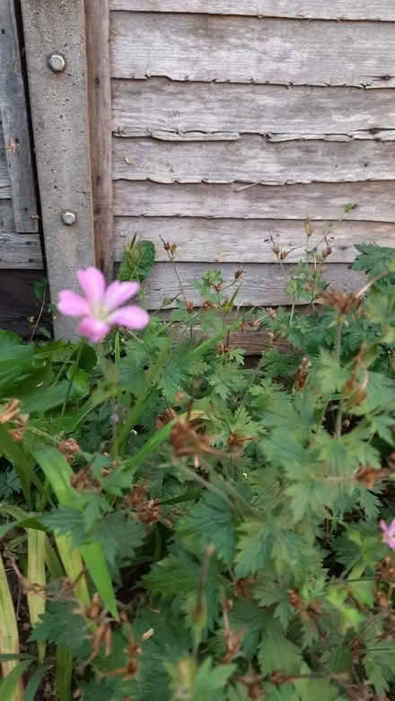 Photo of free Perennial Geranium Bush (Maybury Hill GU22) #1