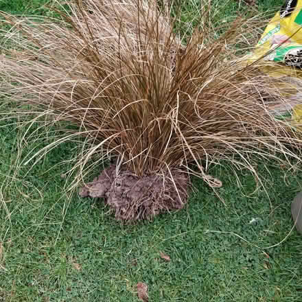 Photo of free Ornamental grass (Tupsley HR1) #1