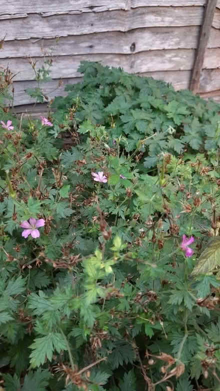 Photo of free Perennial Geranium Bush (Maybury Hill GU22) #2