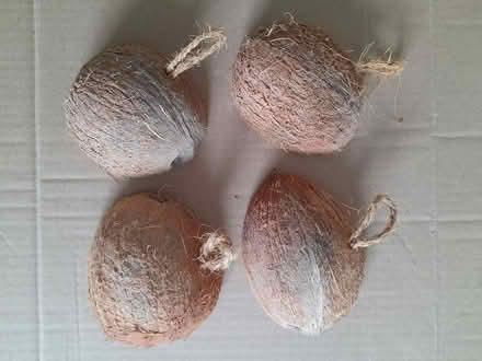 Photo of free Four Half Coconut Shells (West Cheshunt) #1