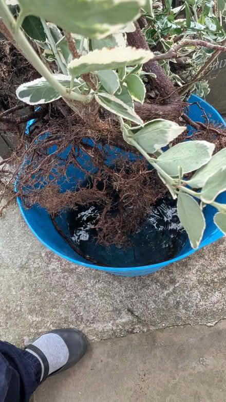 Photo of free Euonymus fortunei 'Emerald Gaiety' evergreen shrub (Lexden CO3) #2