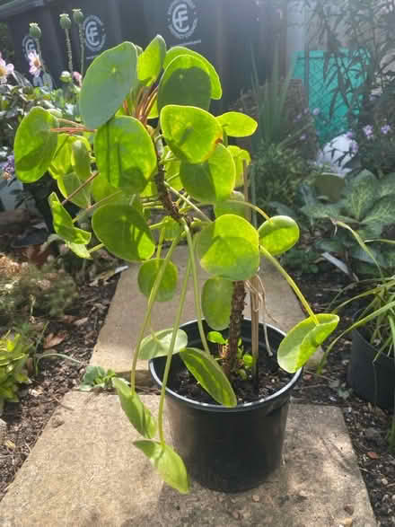Photo of free Chinese money plant (Waltham Abbey EN91) #1