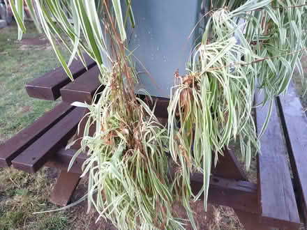 Photo of free Baby spider plants (Huntley GL19) #1