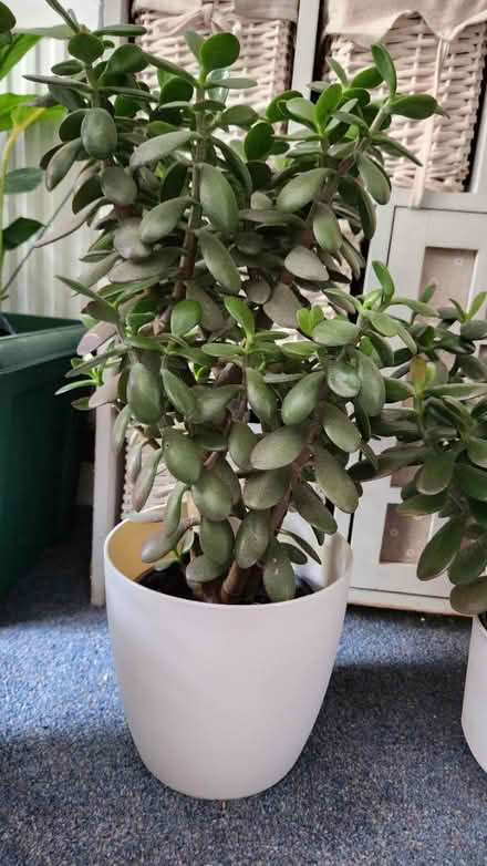 Photo of free Jade Plants (KT22 Leatherhead) #2