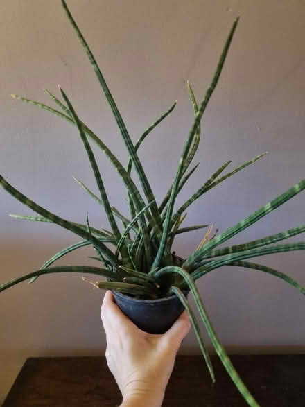 Photo of free Plant - indoor houseplant (Greatfield GL51) #1