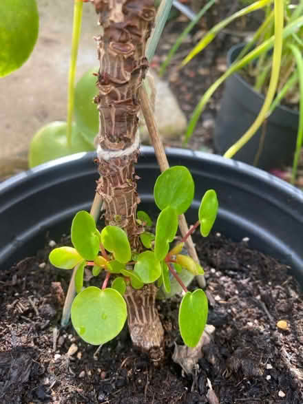 Photo of free Chinese money plant (Waltham Abbey EN91) #2
