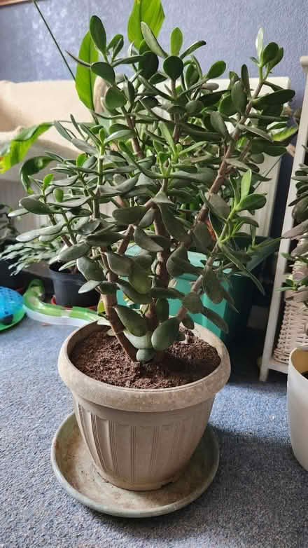 Photo of free Jade Plants (KT22 Leatherhead) #1