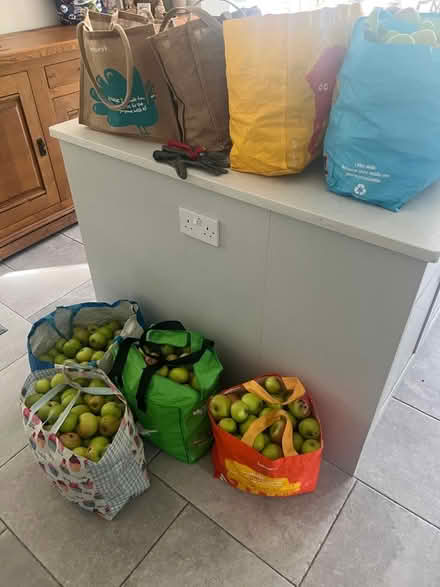 Photo of free Cooking apples (Ware SG12) #1