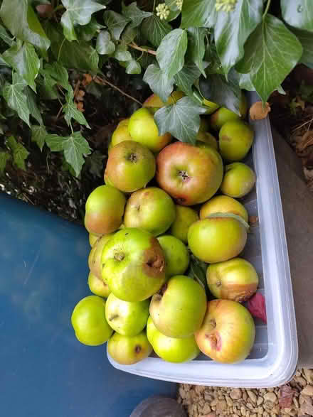 Photo of free Windfall apples (Oxford OX4) #1